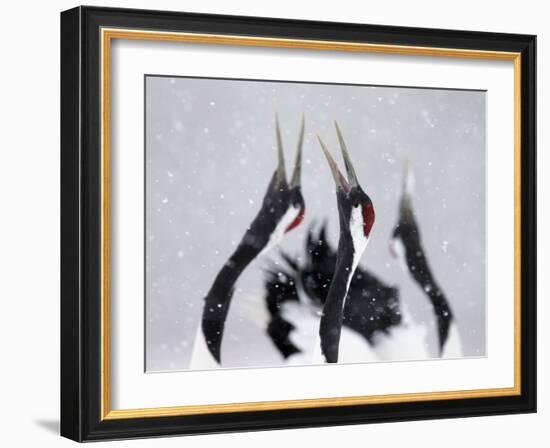 Red-Crowned Cranes (Grus Japonensis) Displaying And Calling In Snow, Hokkaido, Japan, February-Markus Varesvuo-Framed Photographic Print