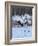 Red-crowned cranes, Hokkaido, Japan-Art Wolfe Wolfe-Framed Photographic Print