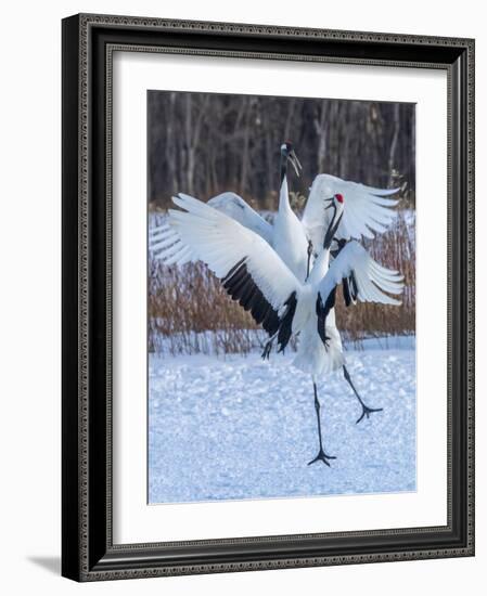 Red-crowned cranes, Hokkaido, Japan-Art Wolfe Wolfe-Framed Photographic Print