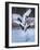 Red-crowned cranes, Hokkaido, Japan-Art Wolfe Wolfe-Framed Photographic Print