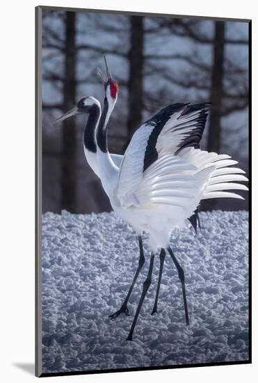 Red-crowned cranes, Hokkaido, Japan-Art Wolfe Wolfe-Mounted Photographic Print