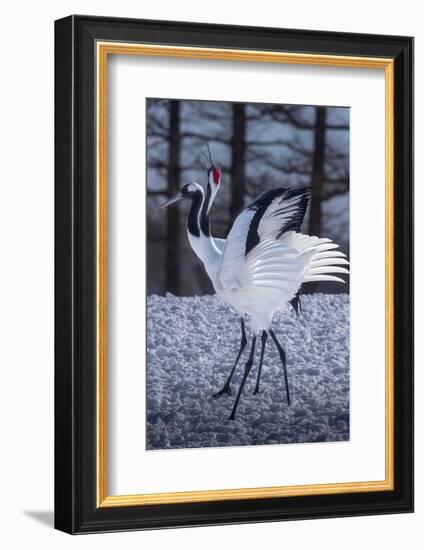 Red-crowned cranes, Hokkaido, Japan-Art Wolfe Wolfe-Framed Photographic Print