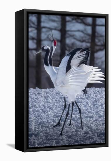 Red-crowned cranes, Hokkaido, Japan-Art Wolfe Wolfe-Framed Premier Image Canvas