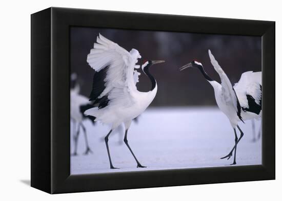 Red-Crowned Cranes in Courtship Display-DLILLC-Framed Premier Image Canvas