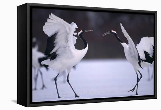 Red-Crowned Cranes in Courtship Display-DLILLC-Framed Premier Image Canvas