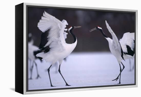 Red-Crowned Cranes in Courtship Display-DLILLC-Framed Premier Image Canvas