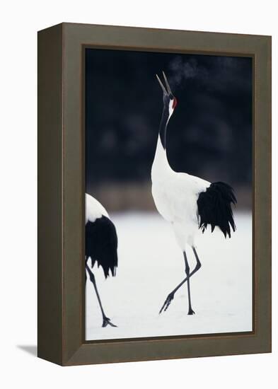 Red-Crowned Cranes in Courtship Display-DLILLC-Framed Premier Image Canvas