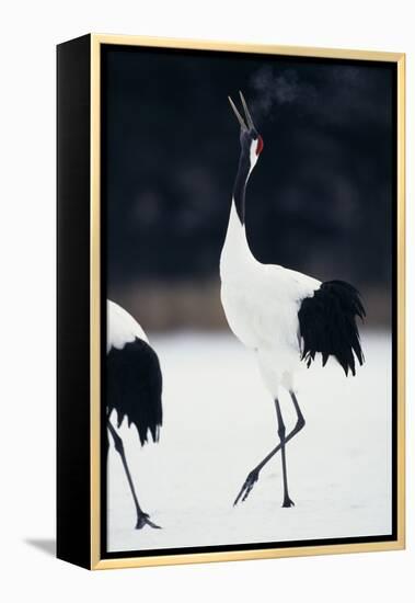 Red-Crowned Cranes in Courtship Display-DLILLC-Framed Premier Image Canvas