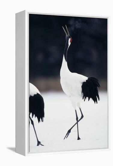 Red-Crowned Cranes in Courtship Display-DLILLC-Framed Premier Image Canvas