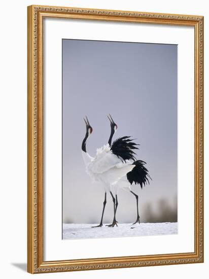 Red-Crowned Cranes in Courtship Display-DLILLC-Framed Photographic Print