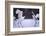 Red-Crowned Cranes in Courtship Display-DLILLC-Framed Photographic Print