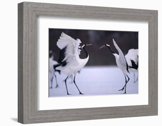 Red-Crowned Cranes in Courtship Display-DLILLC-Framed Photographic Print