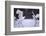 Red-Crowned Cranes in Courtship Display-DLILLC-Framed Photographic Print