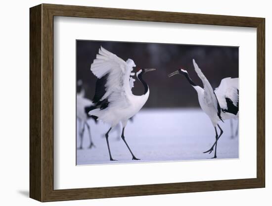 Red-Crowned Cranes in Courtship Display-DLILLC-Framed Photographic Print