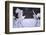 Red-Crowned Cranes in Courtship Display-DLILLC-Framed Photographic Print