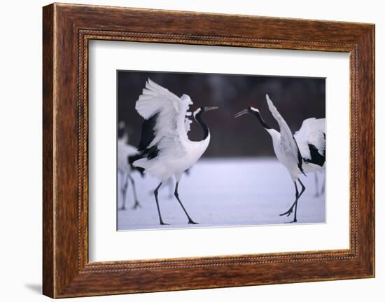 Red-Crowned Cranes in Courtship Display-DLILLC-Framed Photographic Print