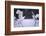 Red-Crowned Cranes in Courtship Display-DLILLC-Framed Photographic Print