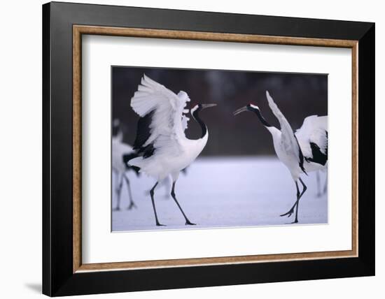 Red-Crowned Cranes in Courtship Display-DLILLC-Framed Photographic Print