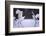 Red-Crowned Cranes in Courtship Display-DLILLC-Framed Photographic Print