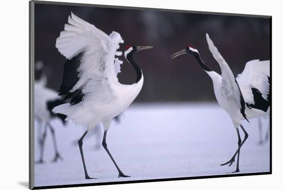 Red-Crowned Cranes in Courtship Display-DLILLC-Mounted Photographic Print