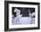 Red-Crowned Cranes in Courtship Display-DLILLC-Framed Photographic Print