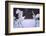 Red-Crowned Cranes in Courtship Display-DLILLC-Framed Photographic Print