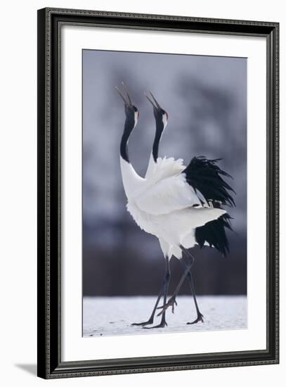 Red-Crowned Cranes in Courtship Display-DLILLC-Framed Photographic Print