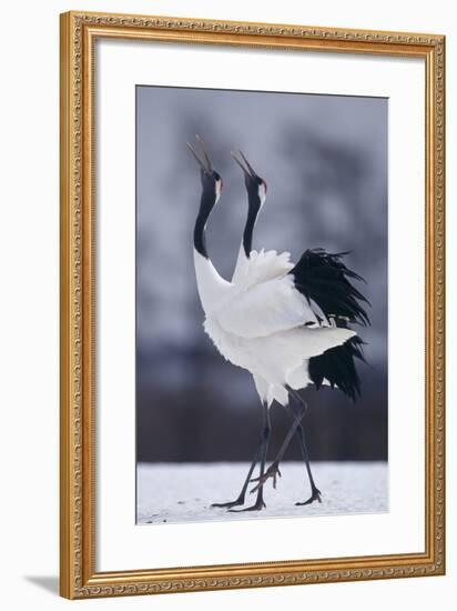 Red-Crowned Cranes in Courtship Display-DLILLC-Framed Photographic Print