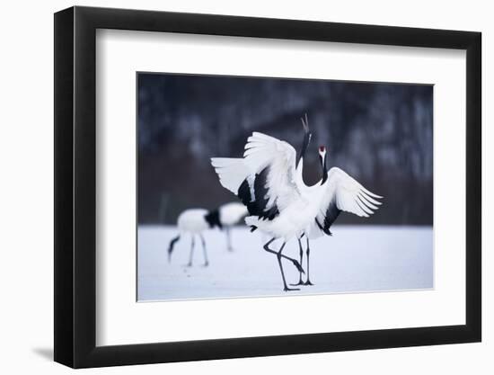 Red-Crowned Cranes in Courtship Display-DLILLC-Framed Photographic Print