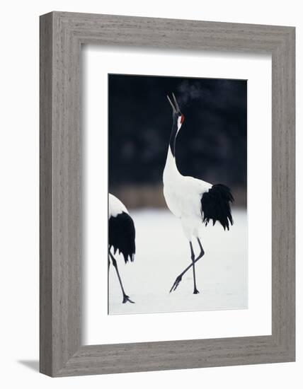 Red-Crowned Cranes in Courtship Display-DLILLC-Framed Photographic Print