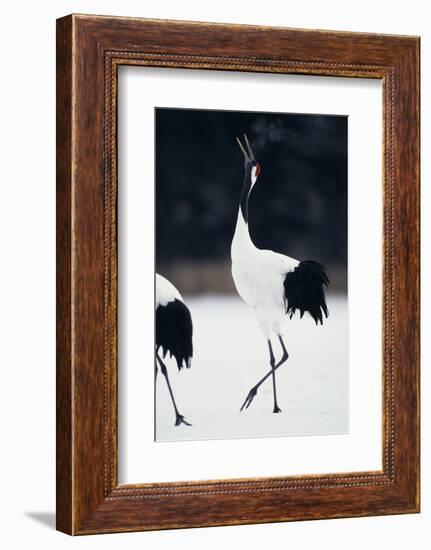 Red-Crowned Cranes in Courtship Display-DLILLC-Framed Photographic Print