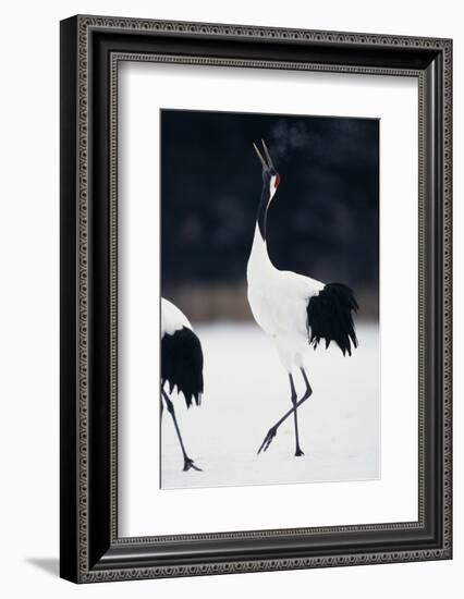 Red-Crowned Cranes in Courtship Display-DLILLC-Framed Photographic Print