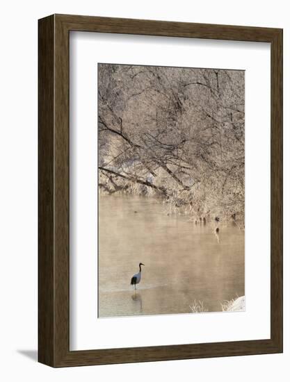 Red Crowned Cranes in Frozen River at Dawn Hokkaido Japan-Peter Adams-Framed Photographic Print