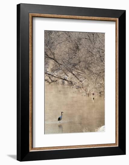 Red Crowned Cranes in Frozen River at Dawn Hokkaido Japan-Peter Adams-Framed Photographic Print