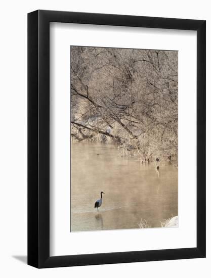 Red Crowned Cranes in Frozen River at Dawn Hokkaido Japan-Peter Adams-Framed Photographic Print