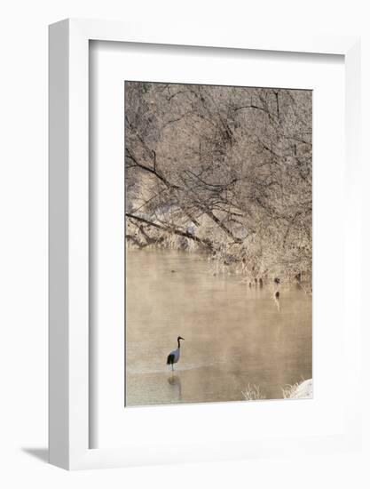 Red Crowned Cranes in Frozen River at Dawn Hokkaido Japan-Peter Adams-Framed Photographic Print