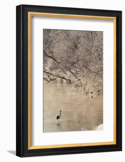 Red Crowned Cranes in Frozen River at Dawn Hokkaido Japan-Peter Adams-Framed Photographic Print