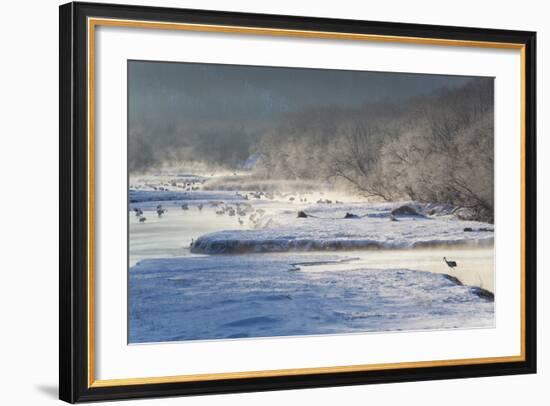 Red Crowned Cranes in Frozen River at Dawn Hokkaido Japan-Peter Adams-Framed Photographic Print