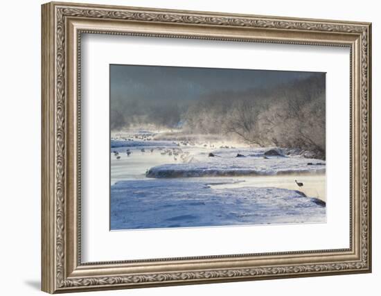 Red Crowned Cranes in Frozen River at Dawn Hokkaido Japan-Peter Adams-Framed Photographic Print