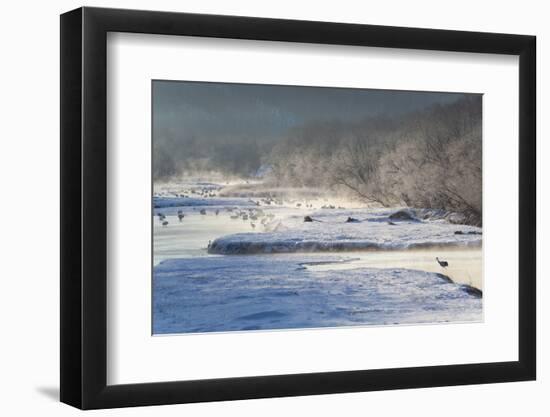 Red Crowned Cranes in Frozen River at Dawn Hokkaido Japan-Peter Adams-Framed Photographic Print