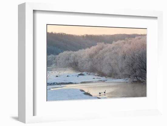 Red Crowned Cranes in Frozen River at Dawn Hokkaido Japan-Peter Adams-Framed Photographic Print
