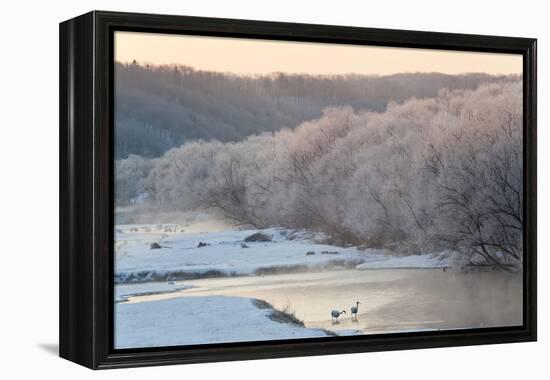 Red Crowned Cranes in Frozen River at Dawn Hokkaido Japan-Peter Adams-Framed Premier Image Canvas