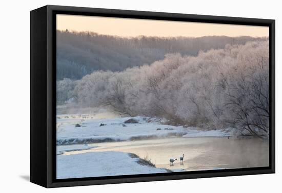 Red Crowned Cranes in Frozen River at Dawn Hokkaido Japan-Peter Adams-Framed Premier Image Canvas
