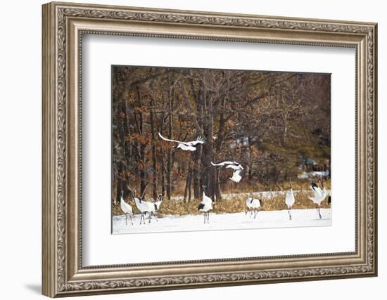 Red Crowned Cranes in Snow Hokkaido Japan-Peter Adams-Framed Photographic Print