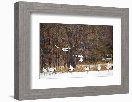 Red Crowned Cranes in Snow Hokkaido Japan-Peter Adams-Framed Photographic Print