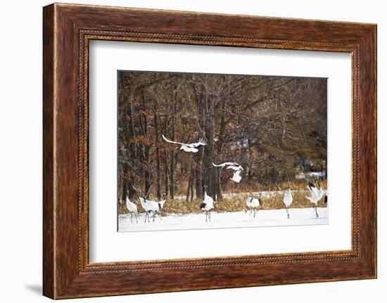 Red Crowned Cranes in Snow Hokkaido Japan-Peter Adams-Framed Photographic Print