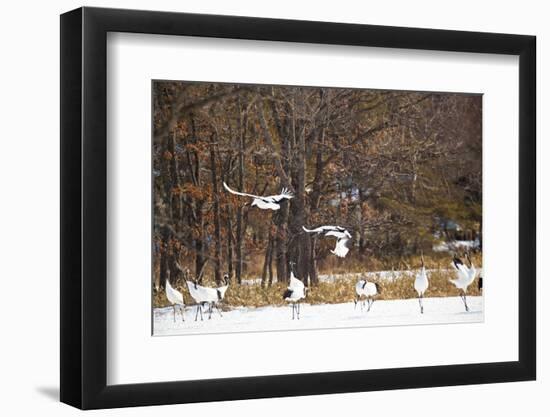 Red Crowned Cranes in Snow Hokkaido Japan-Peter Adams-Framed Photographic Print