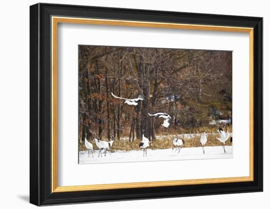 Red Crowned Cranes in Snow Hokkaido Japan-Peter Adams-Framed Photographic Print