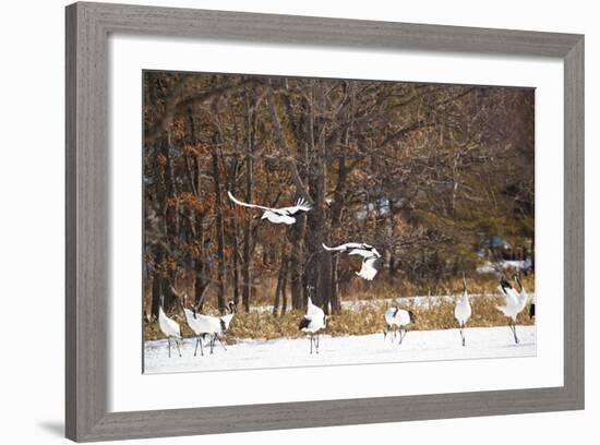 Red Crowned Cranes in Snow Hokkaido Japan-Peter Adams-Framed Photographic Print