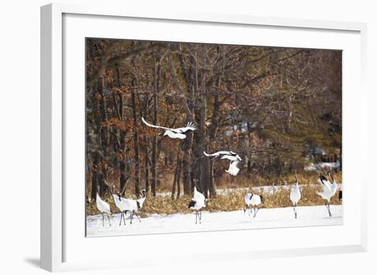 Red Crowned Cranes in Snow Hokkaido Japan-Peter Adams-Framed Photographic Print